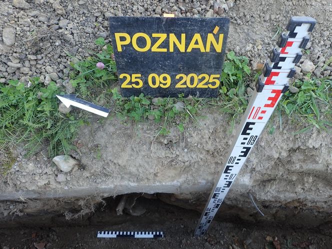 Ludzkie szczątki przy wydziale UAM