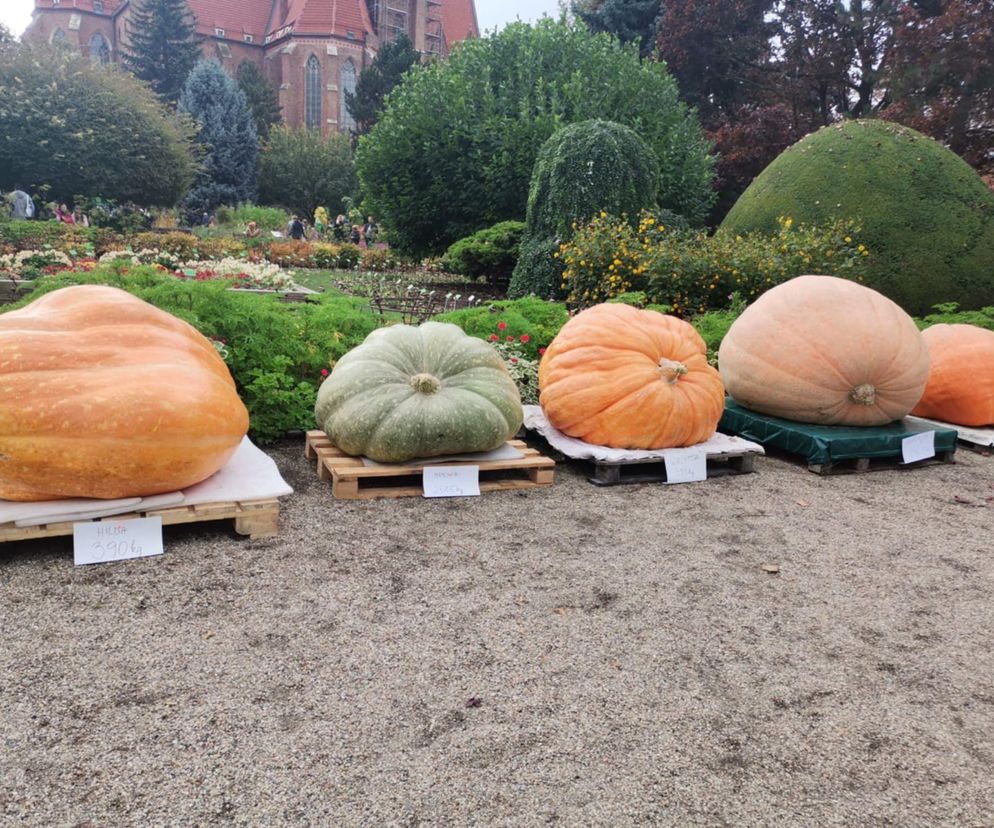 Dyniowe szaleństwo we Wrocławiu! Zobacz gigantyczne okazy