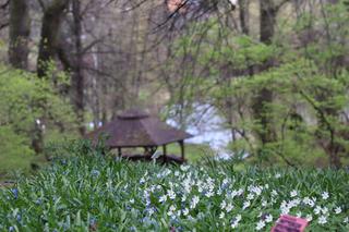 Ogród Botaniczny w Lublinie otwarty! Wszędzie widać wiosnę