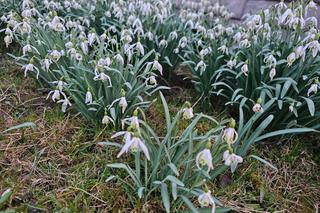 Oznaki wiosny na Podkarpaciu [GALERIA]