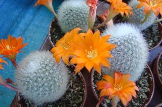 Pięć przesądów związanych z kaktusami. Są pechowe, czy szczęśliwe? 