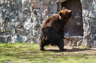Nowe niedźwiedzie w zoo Akcent w Białymstoku