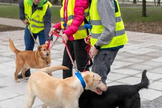 Nowi wolonariusze w łódzkim schronisku