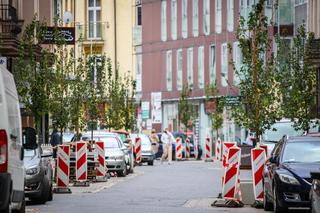 W Sosnowcu przybędzie 1000 drzew w nieco ponad miesiąc