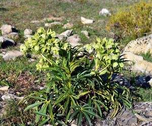 Ciemiernik cuchnący