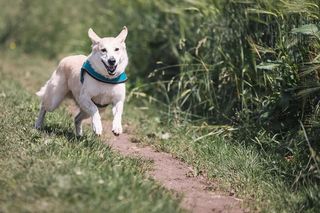 Opolanie coraz chętniej adoptują zwierzęta