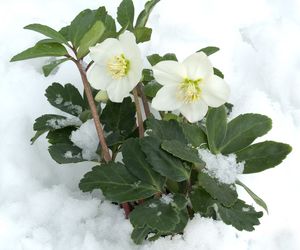 Ciemiernik biały
