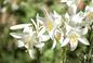 Lilia św. Józefa to kwiat magiczny! Jak uprawiać lilię białą w ogrodzie?