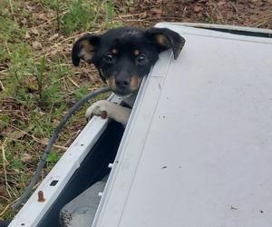 Zamknęli psa w pralce i porzucili go w lesie. Znaleziono go koło Jelcza-Laskowic. Sprawca odnaleziony