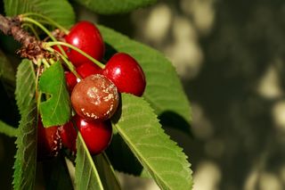 Te owoce są śmiertelnie niebezpieczne. Właśnie ruszył sezon