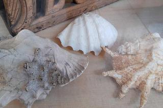 Zakazane pamiątki z wakacji, czyli co wrocławianie przywożą z zagranicy