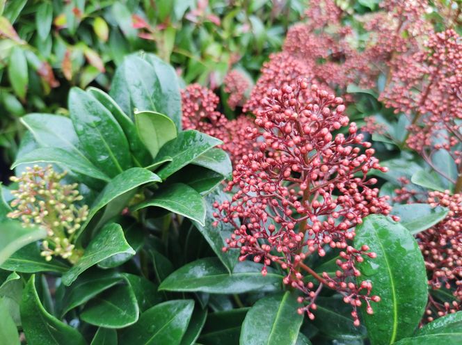 Skimia japońska 'Rubella'