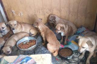 Koszmar zwierząt koło Limanowej. 33 schorowane psy w jednym pomieszczeniu! Zdjęcia mrożą krew w żyłach