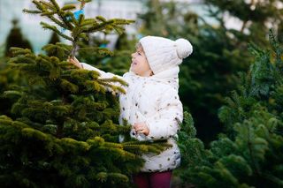 Zaskakujące wieści o choinkach w Polsce! Tego nie wie prawie nikt