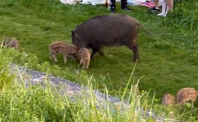 Zobaczcie tylko, co oni robią! Nagranie znad Wisły niesie się po sieci. Chwile grozy podczas rodzinnego pikniku