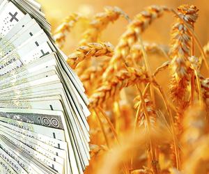 Dopłaty do zboża! Rząd wypłaci 259 zł do każdej tony pszenicy. Kto może ubiegać się o pieniądze?