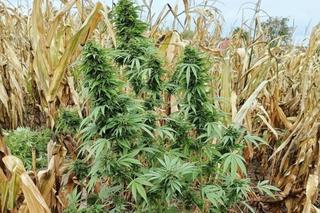 Marihuana w polu kukurydzy. Odkryto ponad 4,5 kg narkotyku 