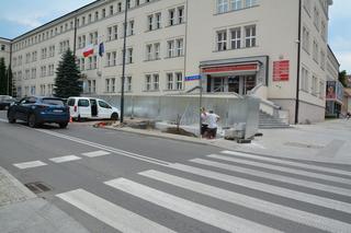 Prawie 3 tysiące nowych drzew pojawi się w Olsztynie do końca roku