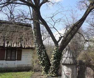 Łódzki Ogród Botaniczny obchodzi 50-lecie. To miejsce rozkwita i czeka na gości