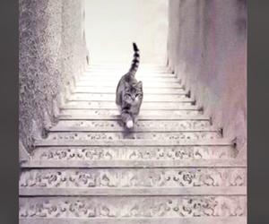 Ten kot wchodzi po schodach czy schodzi? Prosty test zdradzi, czy jesteś dobrym człowiekiem