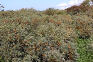 Żywopłot z rokitnika pospolitego