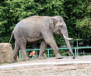 Dzień Dziecka w Śląskim Ogrodzie Zoologicznym