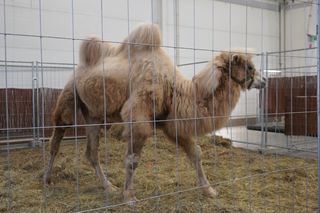 ZOOPARK w Lublinie. „Postawiliśmy na polski las. Chcemy promować nasze zwierzątka”