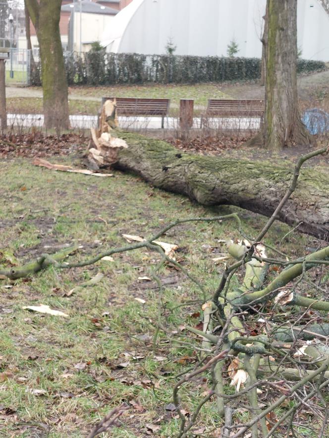 Trwa szacowanie szkód po wichurze nad Lesznem