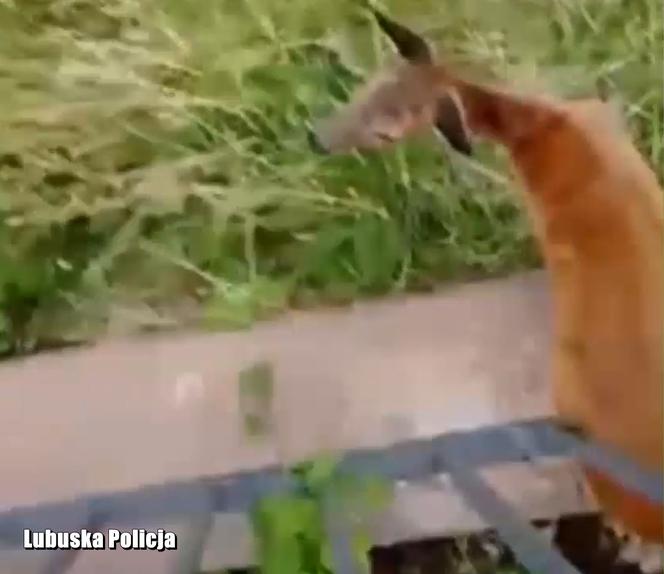 Nowa Sól. Zabłądziła w centrum miasta i "wydawała przeraźliwe odgłosy". Pomogli jej policjanci [WIDEO, ZDJĘCIA]