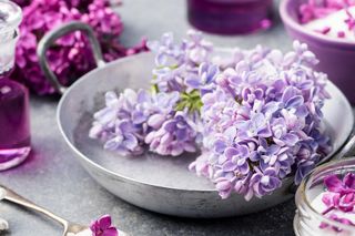 Liliowy syrop z kwiatów bzu lilaka – aromatyczna perełka z ogrodu pełna smaku i zdrowia!