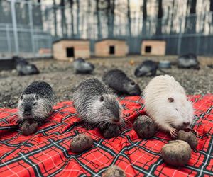 Nutrie zadomowiły się w Zagrodzie 3 Siostry. Jak zobaczyłam, że pływają to płakałam jak dziecko