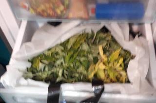 Piekł ciasteczka z marihuaną, suszył grzybki halucynogenne. Kulinarne grzeszki mieszkańca Małopolski