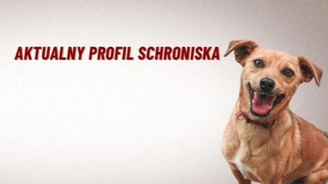Schronisko dla zwierząt w Henrykowie koło Leszna ma nowy profil na fejsie. Stary został skradziony