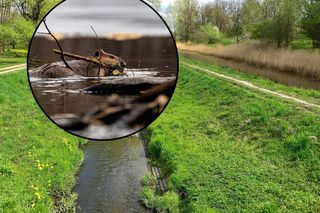 Urzędnicy demontują, bobry odbudowują. W Warszawie trwa spór o... tamy