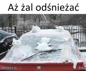 Memy o zimie roztapiają smutki. Te śnieżne obrazki rozbawią cię do łez [TOP 75]