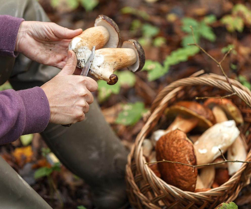 Sezon na grzyby w pełni. Policja alarmuje: „Uwaga grzybiarze, pamiętajcie o tym!”