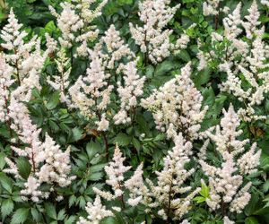 Tawułka japońska - Astilbe japonica