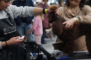 Psie piękności opanowały Bydgoszcz! Za nami Międzynarodowa Wystawa Psów Rasowych