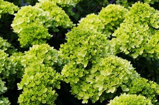 Hortensja bukietowa 'Little Lime' - świetna do uprawy w donicach i małych ogrodach