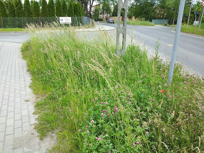Miejskie łąki w Tarnowie