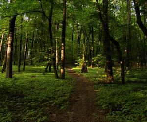 Las Ruda Popioły w Łodzi 