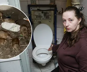 Ohyda! Ten tłusty szczur pływał w toalecie pani Renaty. Plaga gryzoni we Wrocławiu