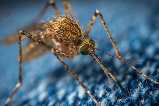 Czy komary i kleszcze przenoszą koronawirusa? Mamy się czego obawiać? 