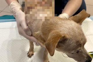 Oblał babunię wrzącą oliwą. Jej historia nas zmroziła. „Pomóżcie nam ją uratować”