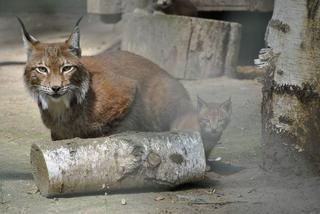 Myślęcińskie zoo ma nowych mieszkańców! Na świat przyszły dwa rysie! [ZDJĘCIA]