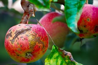 Rolnik przecierał oczy ze zdumienia, gdy zobaczył jak poradziłam sobie z zarazą ogniową jabłoni w sadzie. Zmiażdżyłam, zalałam 2 l wrzątku, a potem szybko spryskałam zaatakowane pędy i było po sprawie. Oprysk na zarazę ogniową