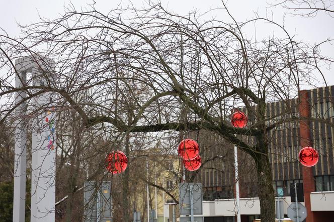 NA UMCS-ie w Lublinie zrobiło się świątecznie! 