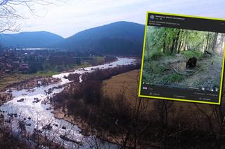 Co za niecodzienny widok! Fotopułapka uchwyciła niedźwiedzia w kąpieli. Nagranie jest hitem internetu