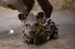 Mały Tapir przyszedł na świat w Łódzkim ZOO