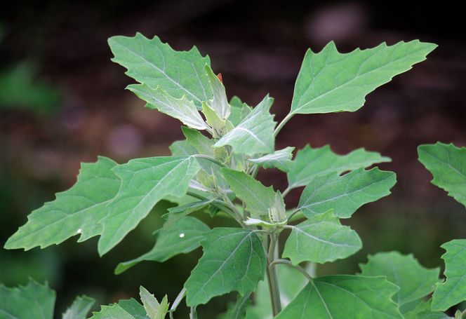 Komosa biała (lebioda)